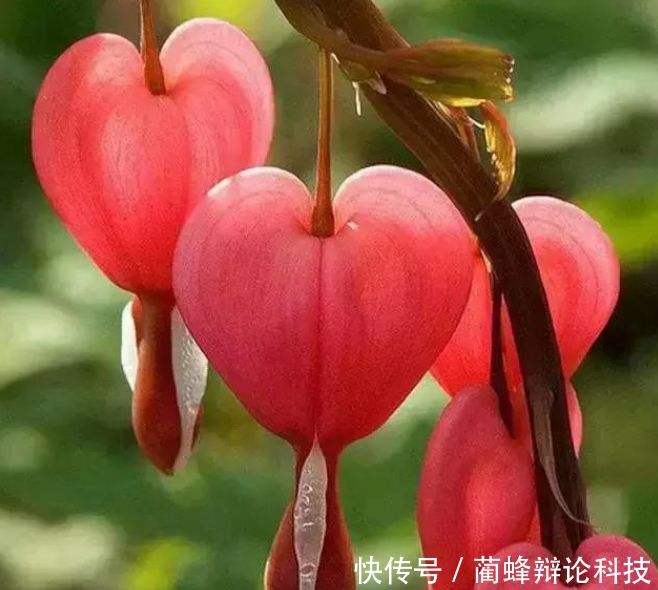 『适合』“3种花”很适合阳台养,花香四溢,开花旺,有种初恋的感觉!