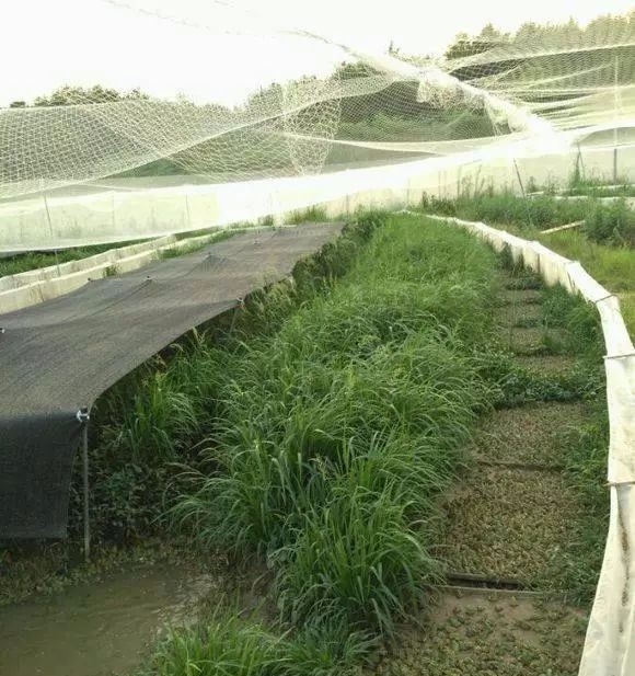 农民不养小龙虾养殖它，每亩收益4万元，如今年收入上百万