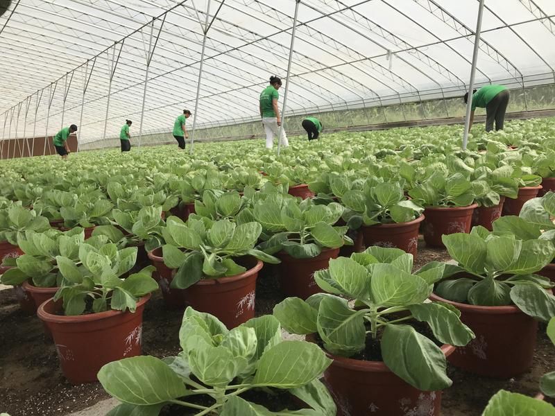 快围观!临淄激活乡村振兴内生动力很务实