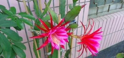  #朵花#不会养令箭荷花，小花匠教你“方法”，一次开上百朵花，年年不断