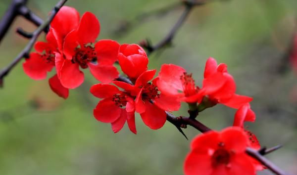  「寓意」每种花都有不同的寓意，你知道每个月代表的花吗，来了解美丽的它