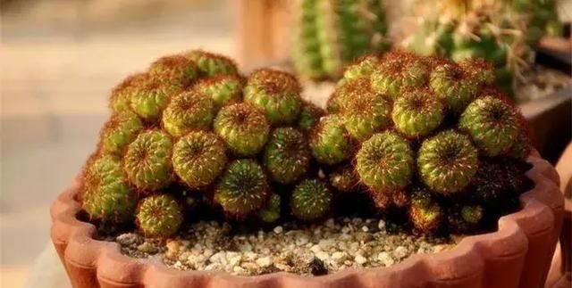  【搜罗】史上最全“懒人植物”大搜罗，看看哪盆才是你的心头好
