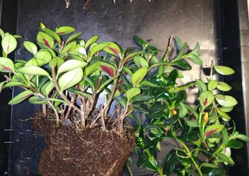  扦插繁殖■金鱼吊兰什么时候扦插易冒小白根存活？养花达人说一年四季都可以