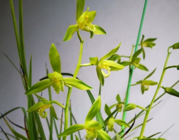  『生长期』春日养兰花，3点需注意，可别错过生长期！