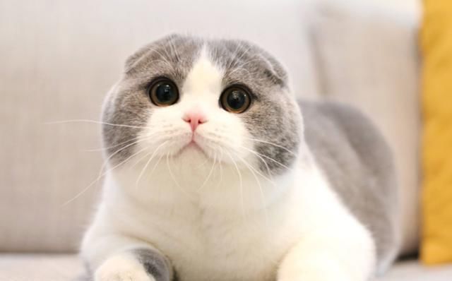  『形如』猫须草,因其形如猫的胡须而得名,长达半年花期,好养!
