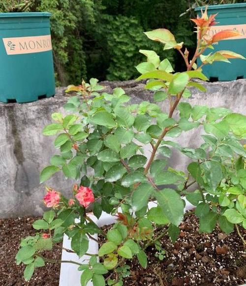  「对症下药」月季到了病发期，2种“虫”，2种“病”，对症下药，通通解决