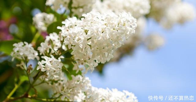 『到底长什』很多人听过丁香花这首歌,却没有见过真正的丁香,其实它真的很美