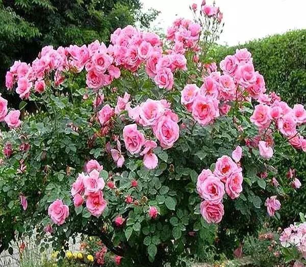  栀子花|杜鹃花，栀子花扔了吧！养棵“花树”，能开花300天，见土就活