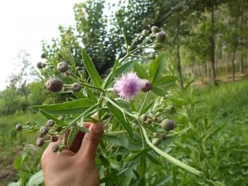  #做成#这几种野菜做成‘青团’ 真是吃不够，你们都吃过吗？
