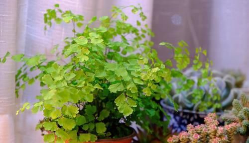  「最适合」盆栽浇水就死，试试这些“喜水”植物，再也不用担心浇花浇死了