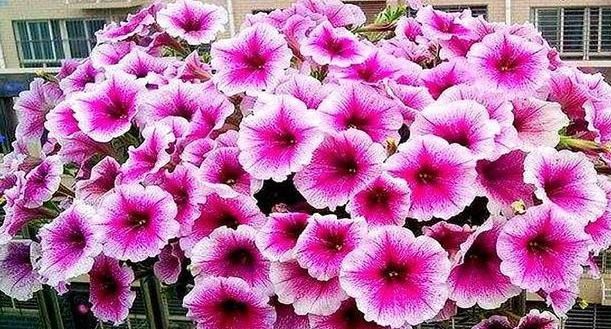  「成花」此花，每一个藤条上都可以长出来数不尽的小花苞，花苞开放成花。