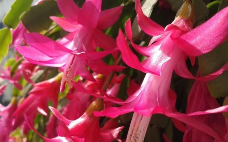  『随便』“3种花”不要随便送人，招财又旺运，养家里，一整年都有好运气