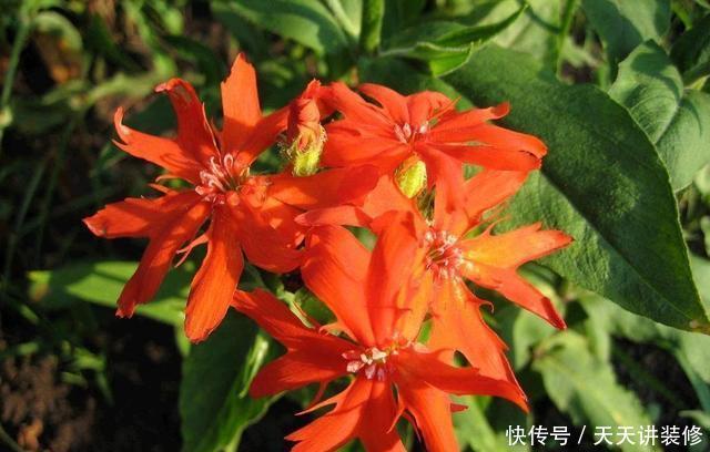  「家里」家里养花就养盆它，开花量大爆盆简单，颜色鲜艳寓意好，好养易活