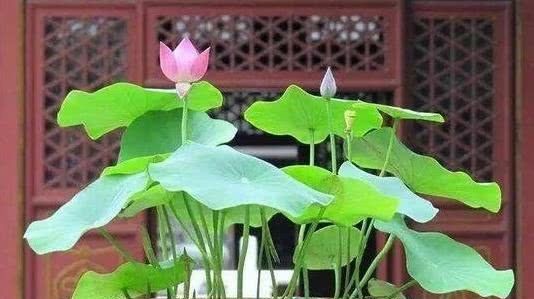 艳丽|喜欢太阳暴晒的这4种花都在这里了，越晒越爆盆，花色艳丽惹人爱
