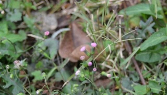  兼备■农村里常见的野草，被称为“小蒲公英”，食用药用兼备