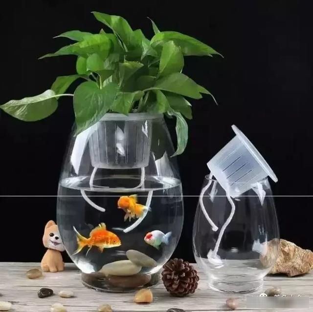 「减压」金鱼和绿罗真的很配，看了减压又养眼