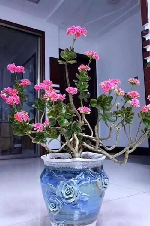  [老桩]5年养成老桩，1次开100朵，只要每个月放1勺，长寿花开不停