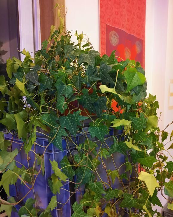  长寿花：室内养护这5种绿植，能开花净化空气，花期长，养花必备之选