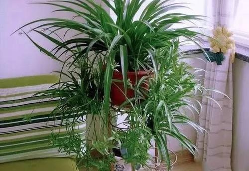  【养花】3种花，春天别晒太阳，不然黄叶又烂根，快看看你家有没有？