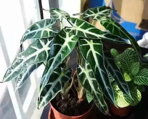  「充足」六种不怕水多的植物，频繁浇水也能长满一盆的绿植