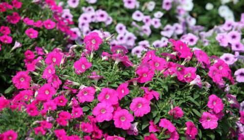  矮牵牛■养“矮牵牛”用四个方法，花开不断，一年成一片五彩缤纷的花海！