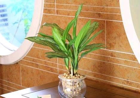  #漂亮#推荐6种漂亮的室内盆栽植物，瞬间提升家居品质！