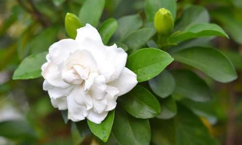  「栀子花」最适合养在院子里的3种花，养护简单不操心，花期长达200天，真美