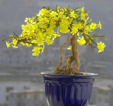  时间■这3种盆景养到就是赚到，时间久了价值高，随便一盆开花结果