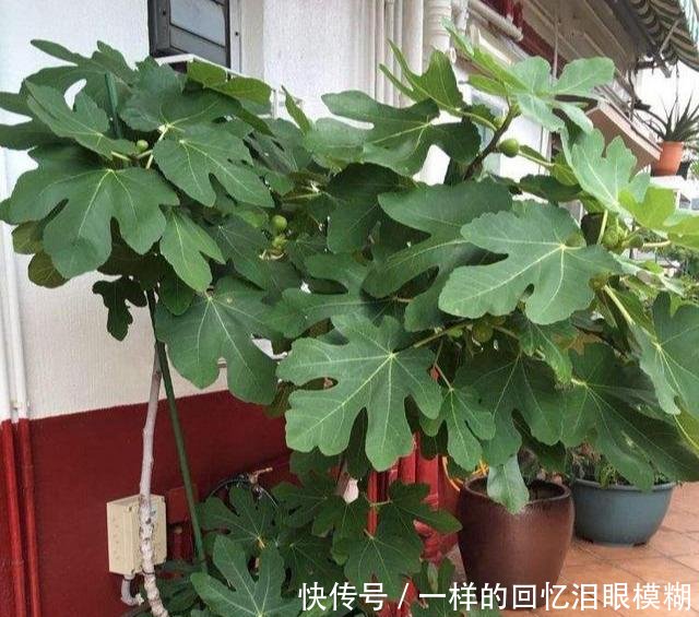 『寓意』路边4种树,掰个枝条就生根,做成盆栽寓意好,观叶赏花还好吃