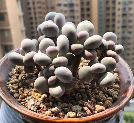  #长时间#养多肉植物别盲目跟风，稍微不注意，叶片打蔫没精神，问题重重