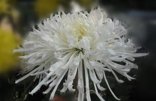  【养盆】喜欢菊花，不如养盆“菊中精品”白毛菊，似雪白绒球，唯美高贵！