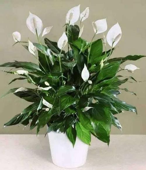  『越爆』这些花最讨厌太阳，越阴凉越爆盆，还能开满花