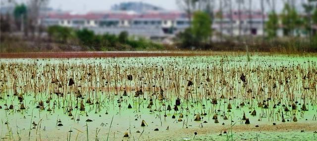  移植水花生：实例展示小龙虾混养其他鱼类，大家看看混养效果如