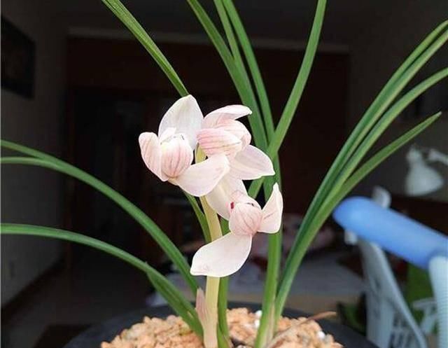  心叶的维管@兰花中心叶脱水要重视，及时发现，提前预防，可降低损失