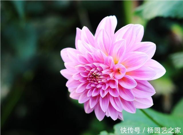【漂亮】3种花适合家养,开花漂亮花香四溢,家里养一盆,四季都赏花不断