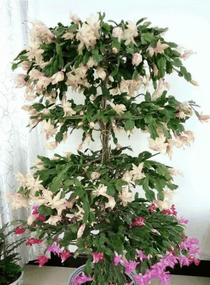  「万能」蟹爪兰插它身上就活，开花五颜六色，堪称万能嫁接神器！