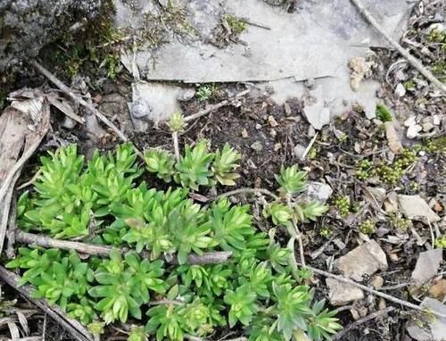  『花盆』长石缝里的小草，看到拔1棵，种花盆，浇水就生长，比吊兰美10倍