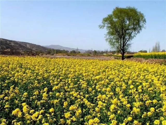 『雨生』雨生百谷,花开百福,陇西的油菜花开了……