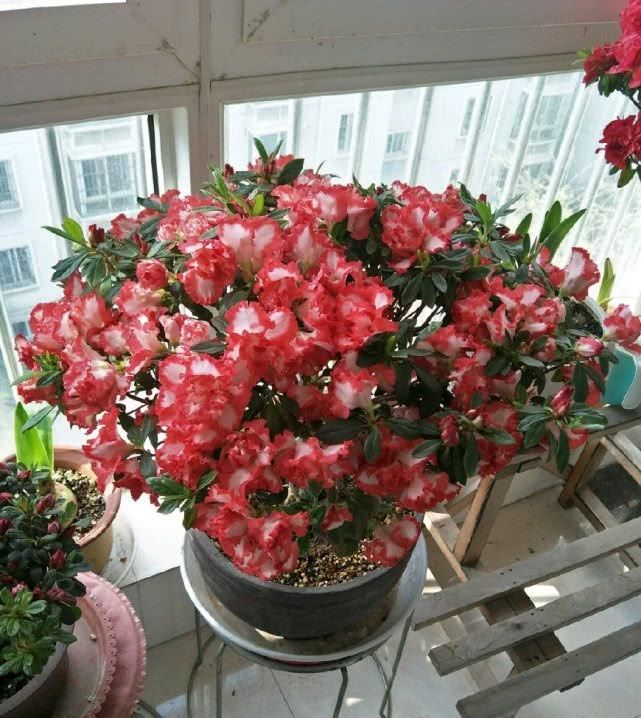  「观赏价值」此款花卉植株低矮四季开花，栽培非常容易，还能做盆景树！