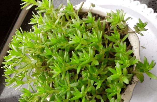 1种“野草”，农村河边常见，挖一点养盆里，比吊兰多肉好看！