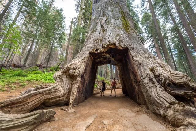 全球最漂亮的树木，大多数在美国，我国也有一棵