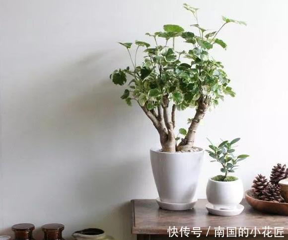 『肥美』吊兰、绿萝怎么养长得旺?水培、土培遵循5点,枝叶繁茂、肥美