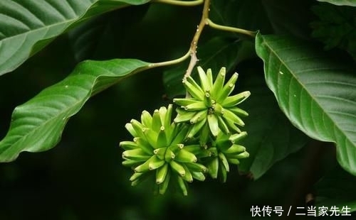 #列为#喜树被列为第一批国家重点保护野生植物,头状花序近球形