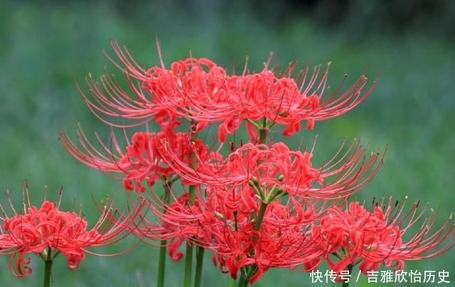  「舞蹈」一朵六瓣儿胭脂兰