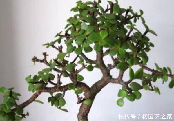  虎皮兰：这4种花养在家中，镇宅又去煞，尤其是第三种，再穷也要养一盆！