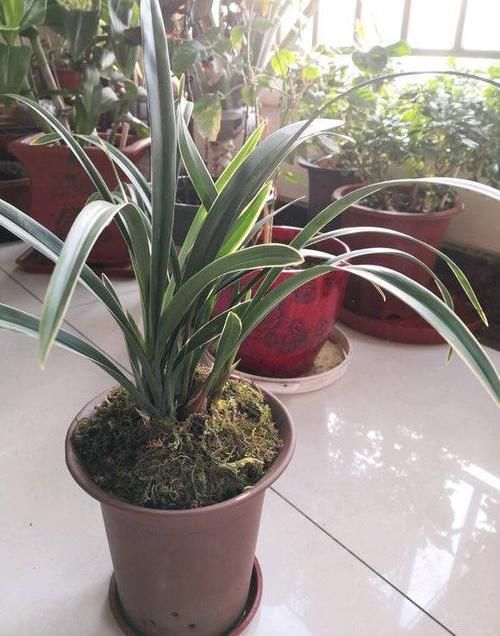  [不开花的因素]兰花出现“烧苞”，原因有很多，避开4个“陷阱”，开花停不下