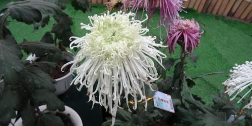  #花型#喜欢玫瑰，不如养盆“北方名菊”芳溪细雨，清新高雅，花型飘逸！