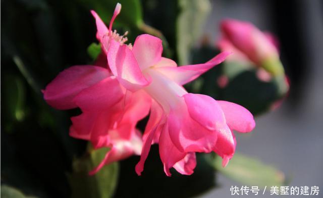 #叶片是肉质#喜欢养花就养此3种,好养易活很耐寒,一年四季都赏花,漂亮极了