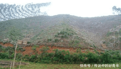 农村里种上这种树, 不少农民都后悔了, 农村孩子都要知道危害