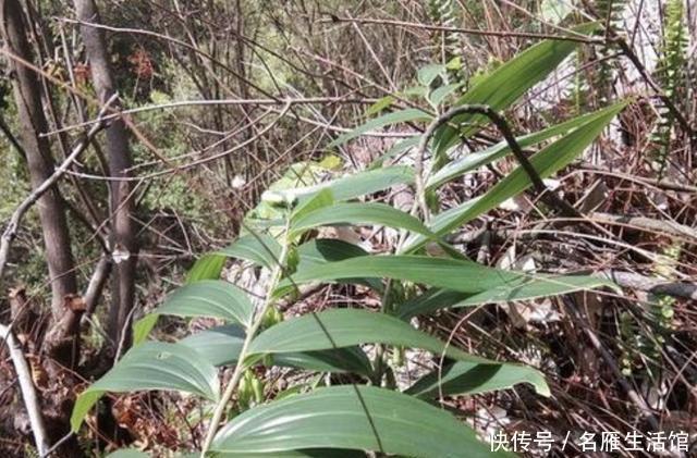  [生姜]山沟下的“1种草”，地下块茎像“生姜”，人称“老虎姜”，珍贵